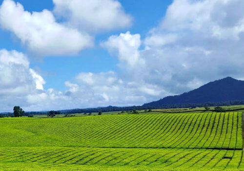 Nucifora Tea Plantation Blue Sky Clouds Mountain