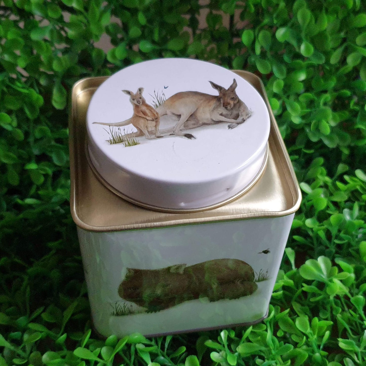 Tin for tea - Australian Wildlife